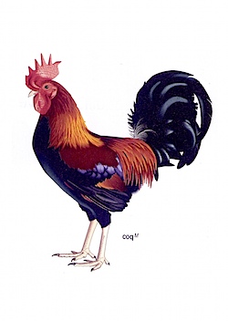 coq.jpg