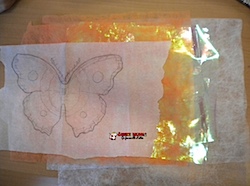 papillon6.jpg