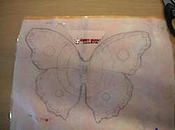 papillon7.jpg