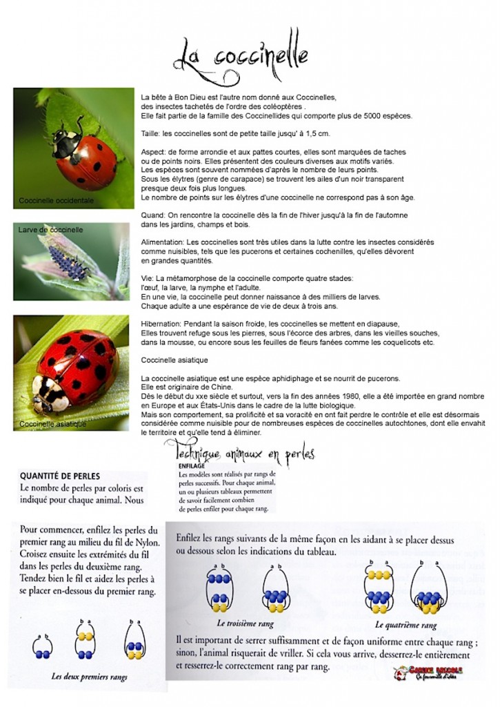 coccinelleperles.jpg