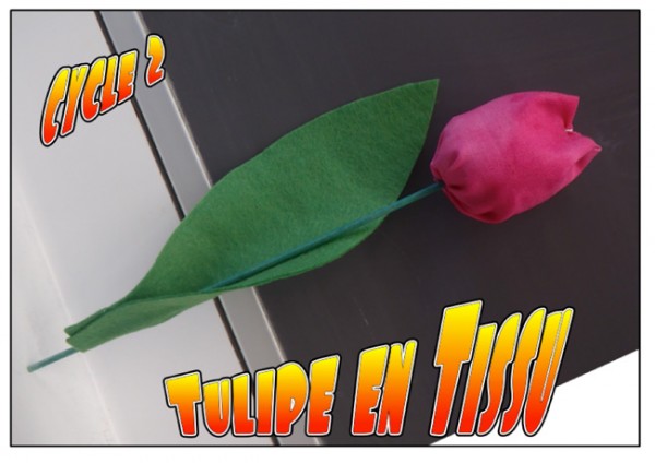 tulipe
